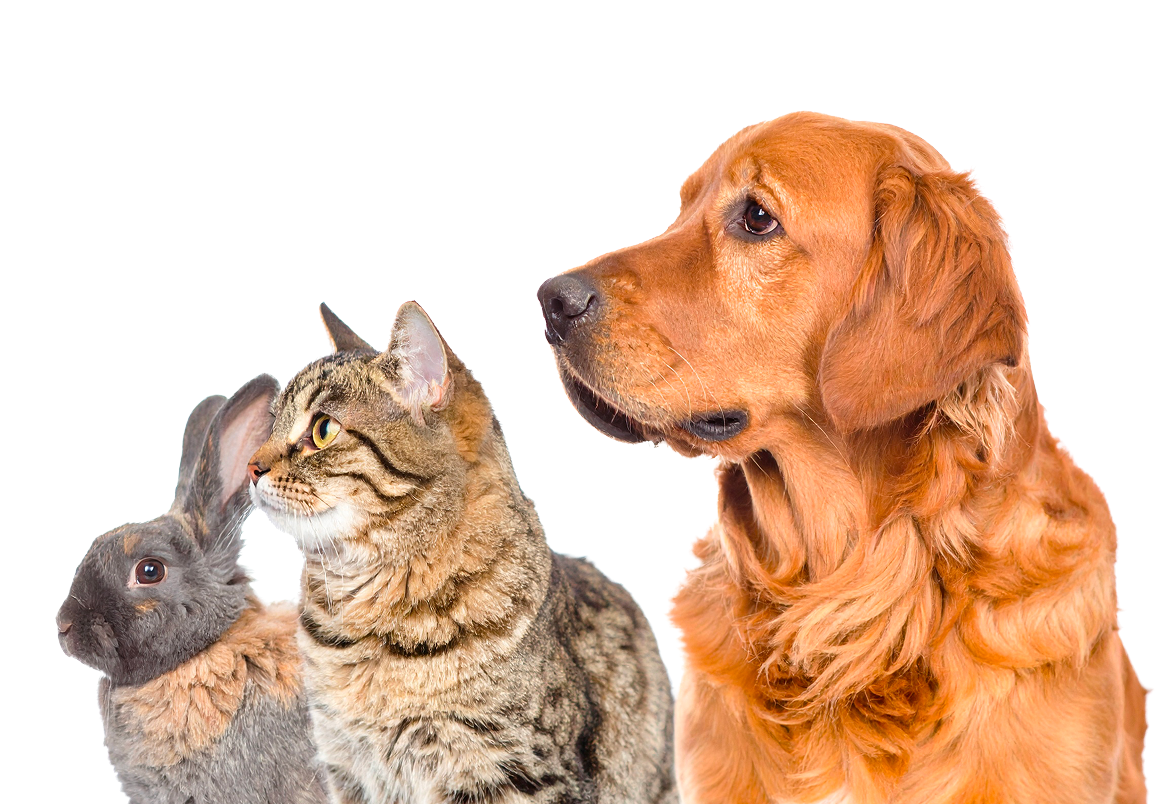 Chien Chat Lapin