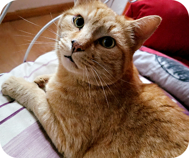 PlanHautChatRoux